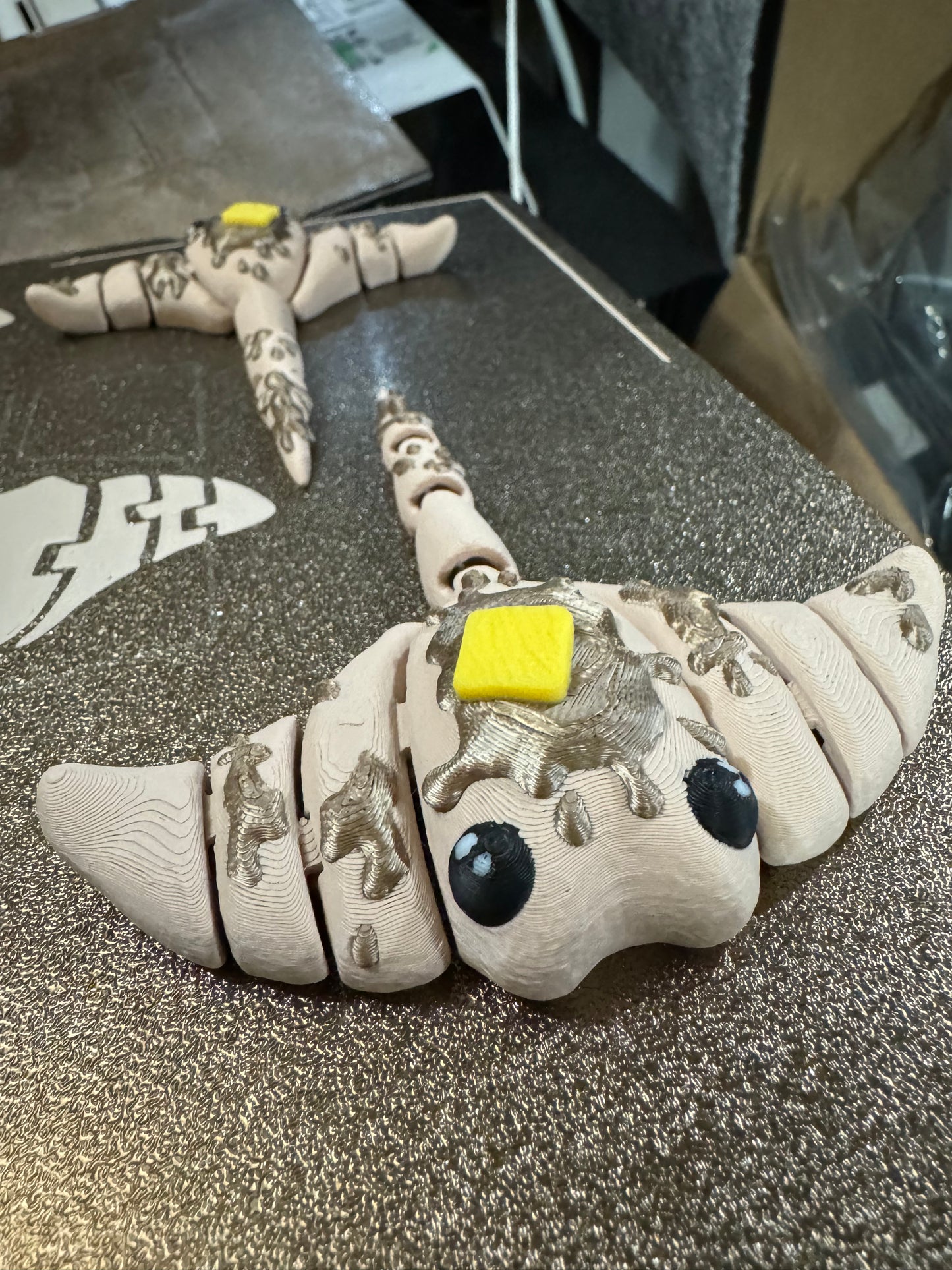Sea Pancake