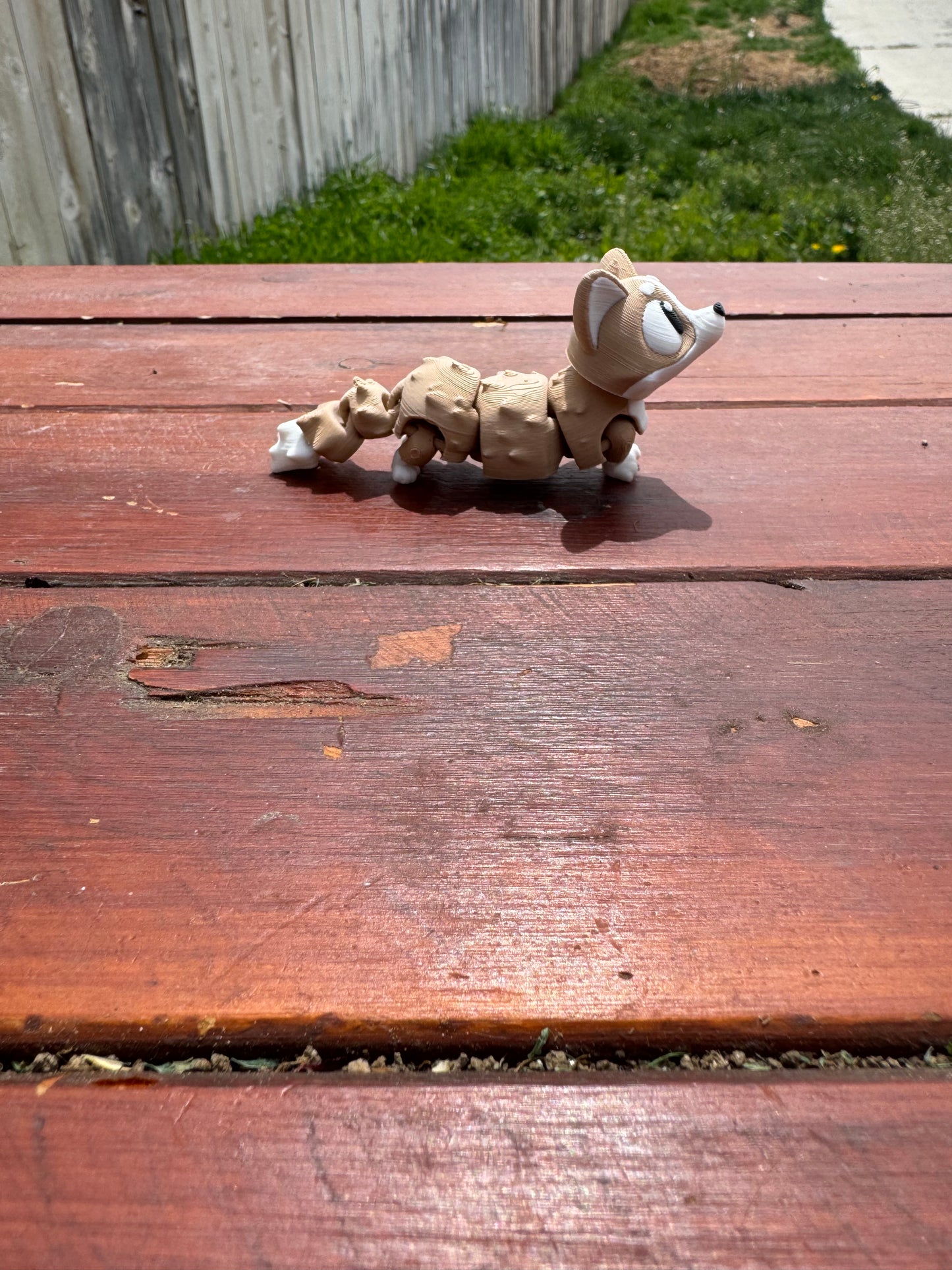 Springtime Corgi